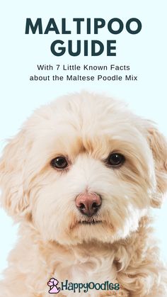 a small white dog with the words happy poodles on it's face