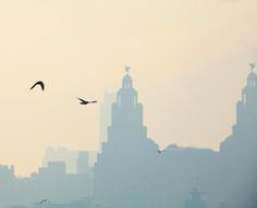 two birds flying in the sky over a city with tall buildings and towers behind them