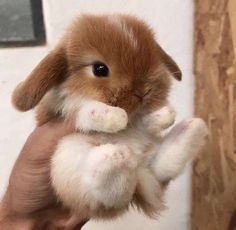 a small brown and white rabbit is held in someone's hand with it's front paws up