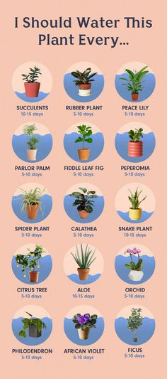 a poster with different types of plants and their names