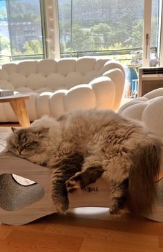 a cat laying on top of a wooden shoe box in a living room next to a couch