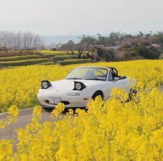 a white car parked on the side of a road next to a field of yellow flowers