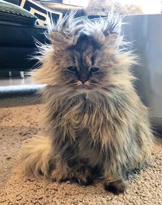 a fluffy cat sitting on top of a carpet next to a wall with the caption happy national hangover day