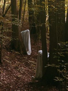 there are two white cloths in the woods near trees and leaves on the ground