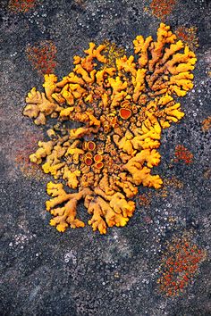 an overhead view of some yellow corals on the ground