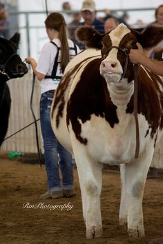 a brown and white cow standing on top of a dirt field next to a crowd