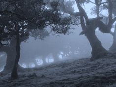 some trees on a hill in the fog