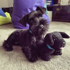 a small black dog laying on the floor next to two stuffed animals