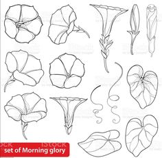 set of morning glory flowers with leaves and petals on white background stock photo, images and royalty