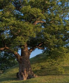 a large tree sitting on the side of a lush green hillside under a blue sky