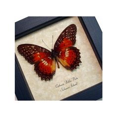 a red butterfly sitting on top of a piece of paper in a black framed frame