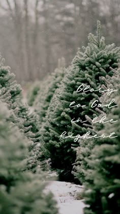 rows of christmas trees with snow on them