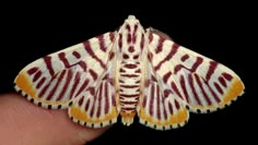 a close up of a moth on a person's finger