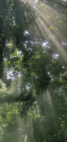 the sun shines through the trees and leaves