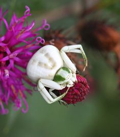 a white bug sitting on top of a purple flower