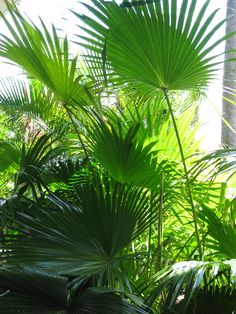 the leaves of palm trees are green in the sunbeams and sunlight is shining through them