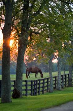 a horse grazes in the grass behind a wooden fence at sunset, with trees lining the path