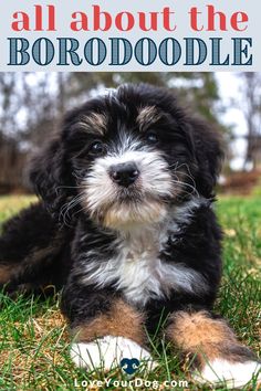 a black and white puppy laying in the grass with text overlay that reads, all about the borrodoodle