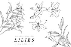 lilies hand drawn flower set