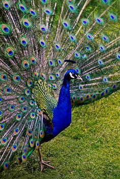 a peacock with its feathers spread out