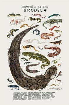 an animal poster with different types of lizards on it's back and the words, creatures of the lower urodela