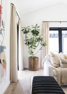 a living room filled with furniture and a potted plant