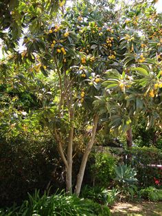 an orange tree with lots of fruit on it's branches in a garden area