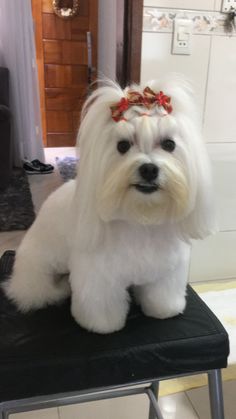 a small white dog sitting on top of a chair