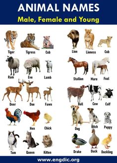 an animal names poster with many different animals