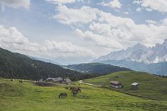 horses graze in a green pasture with mountains in the backgrouds and clouds in the sky