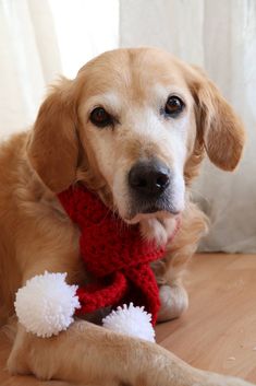 a brown dog wearing a red scarf and white pom - poms sitting on the floor