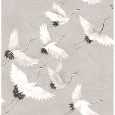 several white birds flying in the sky with long tails and red beaks on their wings