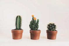 three potted cactus plants in front of a white background