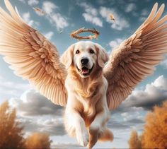 a golden retriever dog with angel wings in the sky above it's head