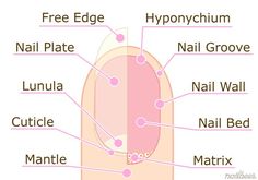 Nail Diagram, Nail Info, Nail Structure, Nail Anatomy, Nail Tech School, Acrylic Nails At Home, Star Nail Art