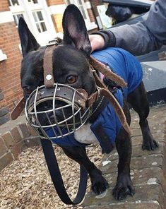 a black dog wearing a muzzle and harness