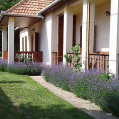 purple flowers line the side of a house with white pillars and brown shuttered windows