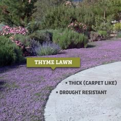 a garden with purple flowers in the background and a sign that says thye lawn thick carpet like drought resistant