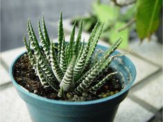 a small green plant in a blue pot