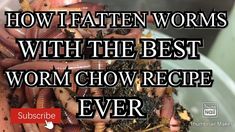 worms in a bowl with the words how fatten worms with the best wormm chow recipe ever