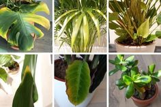 there are many different types of plants in the pictures