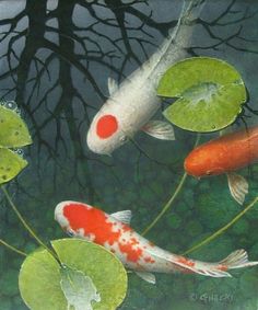 two koi fish swimming in a pond with lily pads