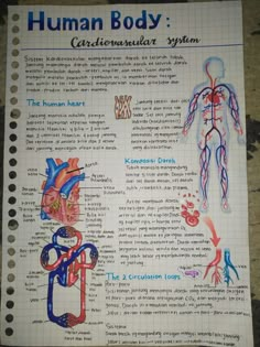 the human body is an organ system