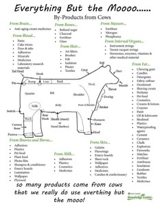 a diagram showing the parts of a cow that is labeled in green and black text