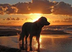 a dog is standing on the beach at sunset