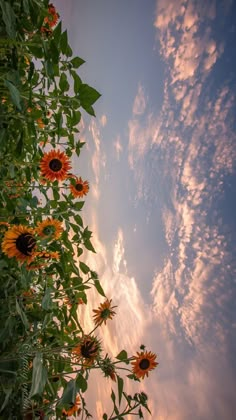 sunflowers in the foreground and clouds in the background