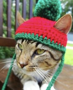 a cat wearing a green and red knitted hat on top of a wooden bench