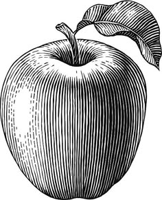 Bob Venables, Apple Tattoo, Apple Illustration, Apple Vector, Apple Art, Contour Line