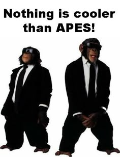 two monkeys dressed in black suits and sunglasses