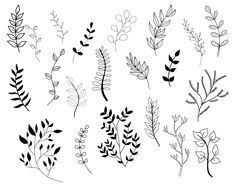 various plants and leaves drawn in black ink